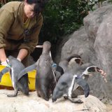 E no zoológico, os pinguins foram campeões da barulheira e algazarra!!