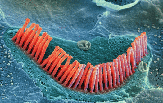 Células ciliadas da cóclea